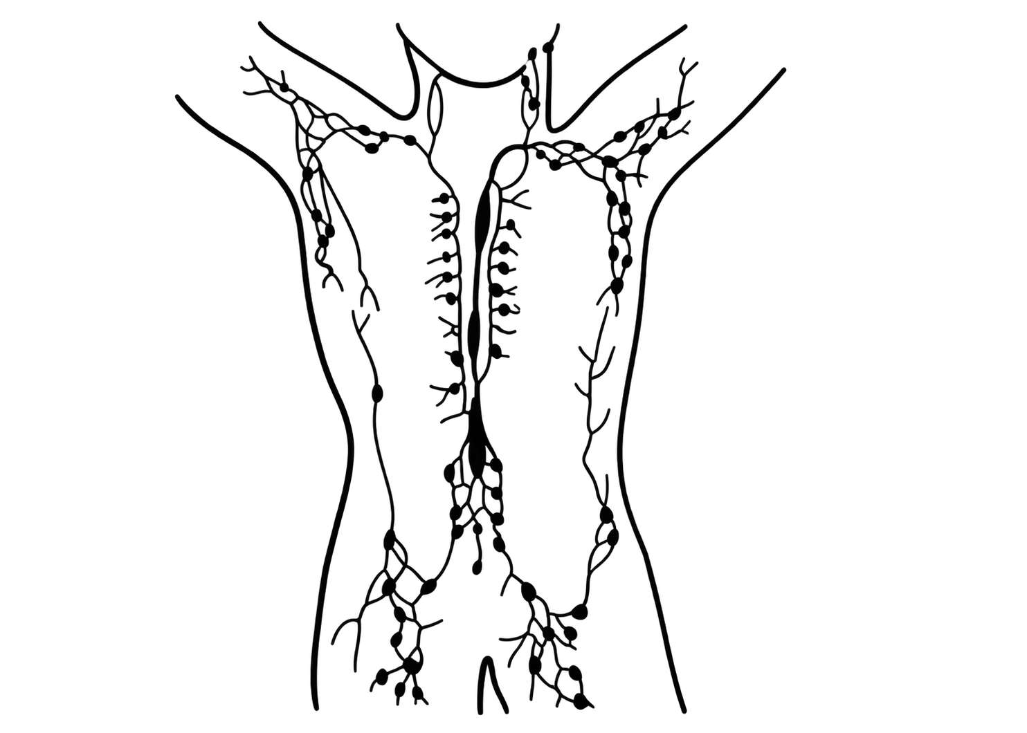Lymphatic network of the human torso